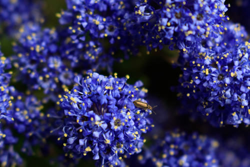 Blue indigo floral background. Macro shoot of California lilac visited by insect